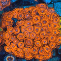 Nightmare Zoanthid