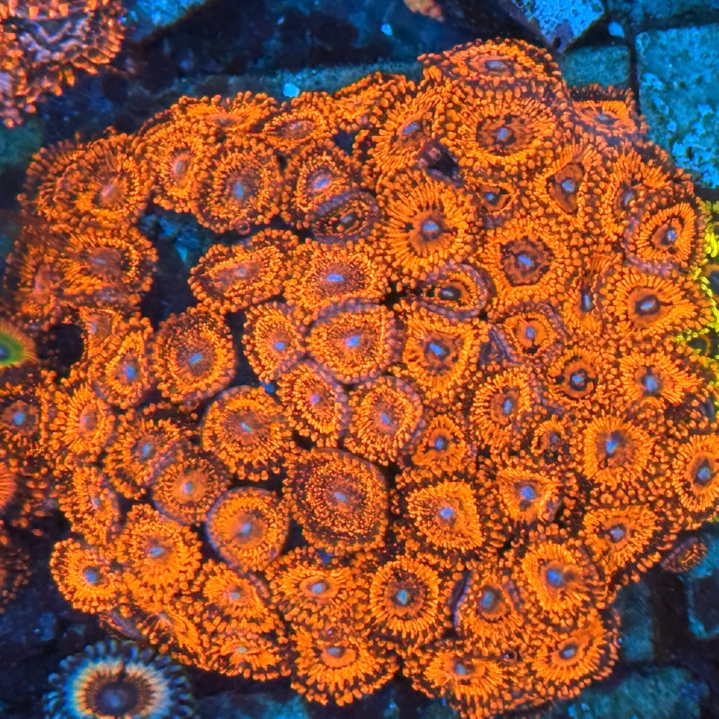 Nightmare Zoanthid