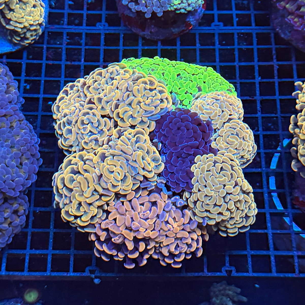 Signature Hammer Garden