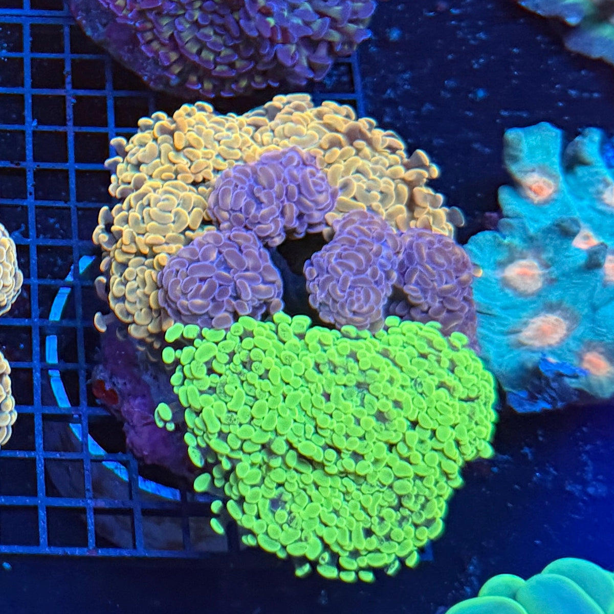 Signature Hammer Garden