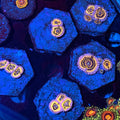 Stratosphere Zoanthid