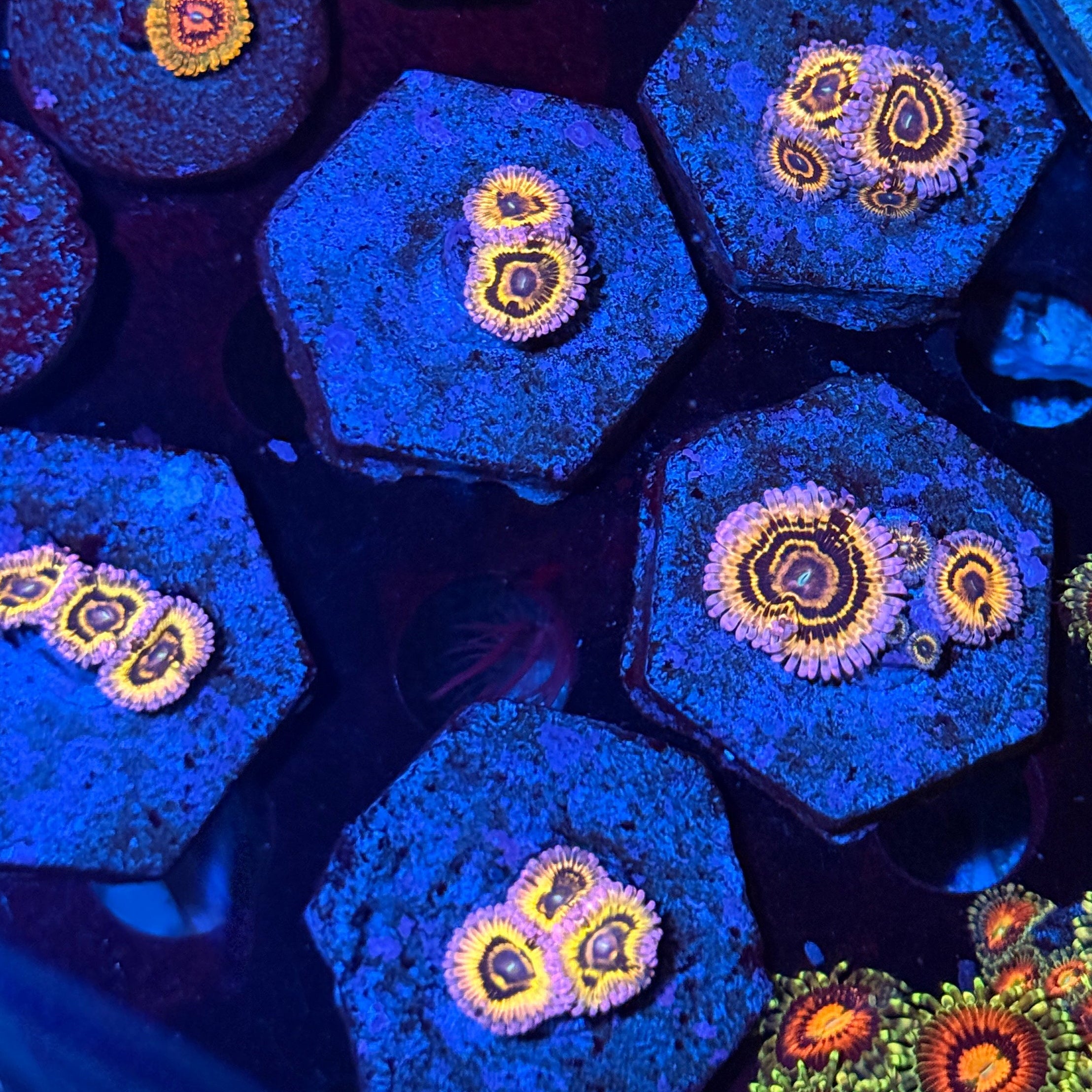 Stratosphere Zoanthid