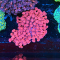 Pink Goni