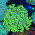 Green Goni