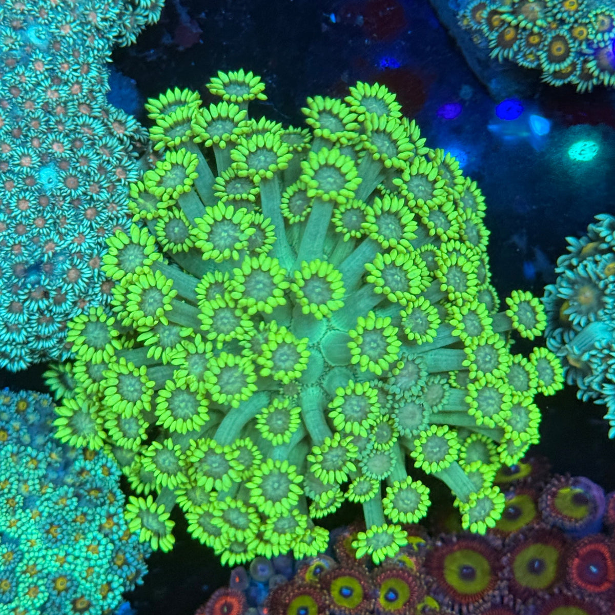 Green Goni