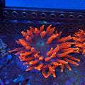 Inferno Anenome (Small-Medium)