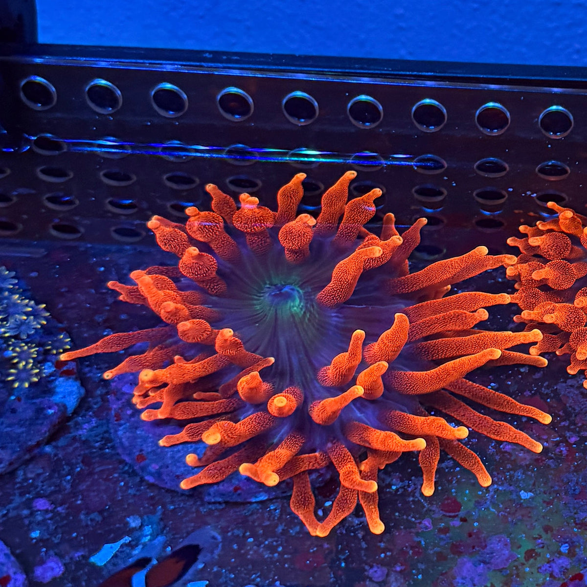 Inferno Anenome (Small-Medium)