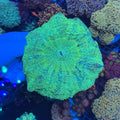 Green Donut
