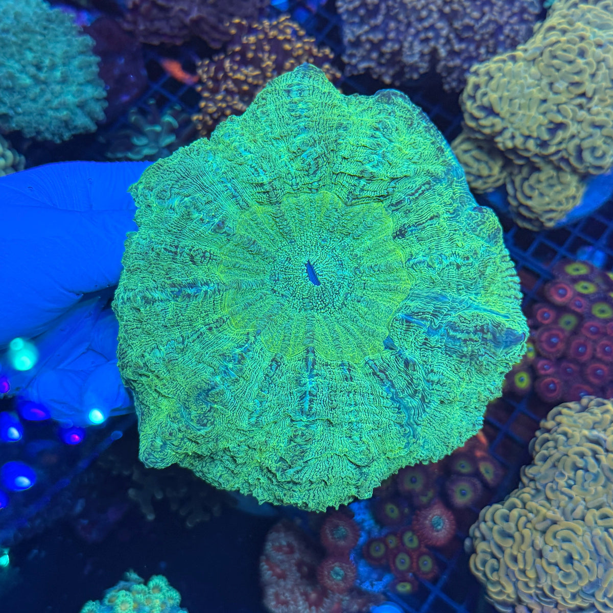 Green Donut