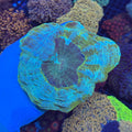 Green/Blue Donut