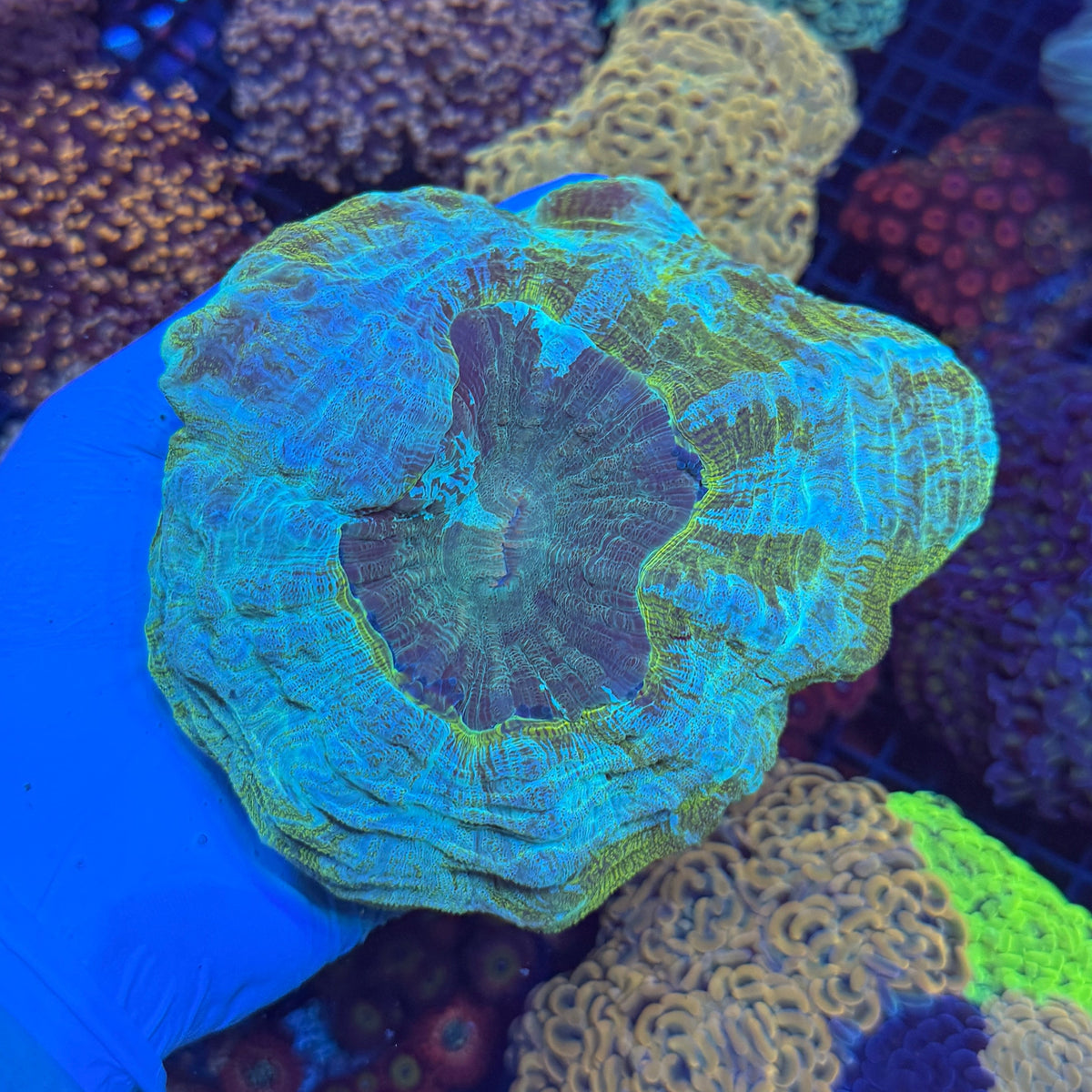 Green/Blue Donut