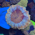 Orange Donut