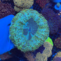Green/Blue Donut