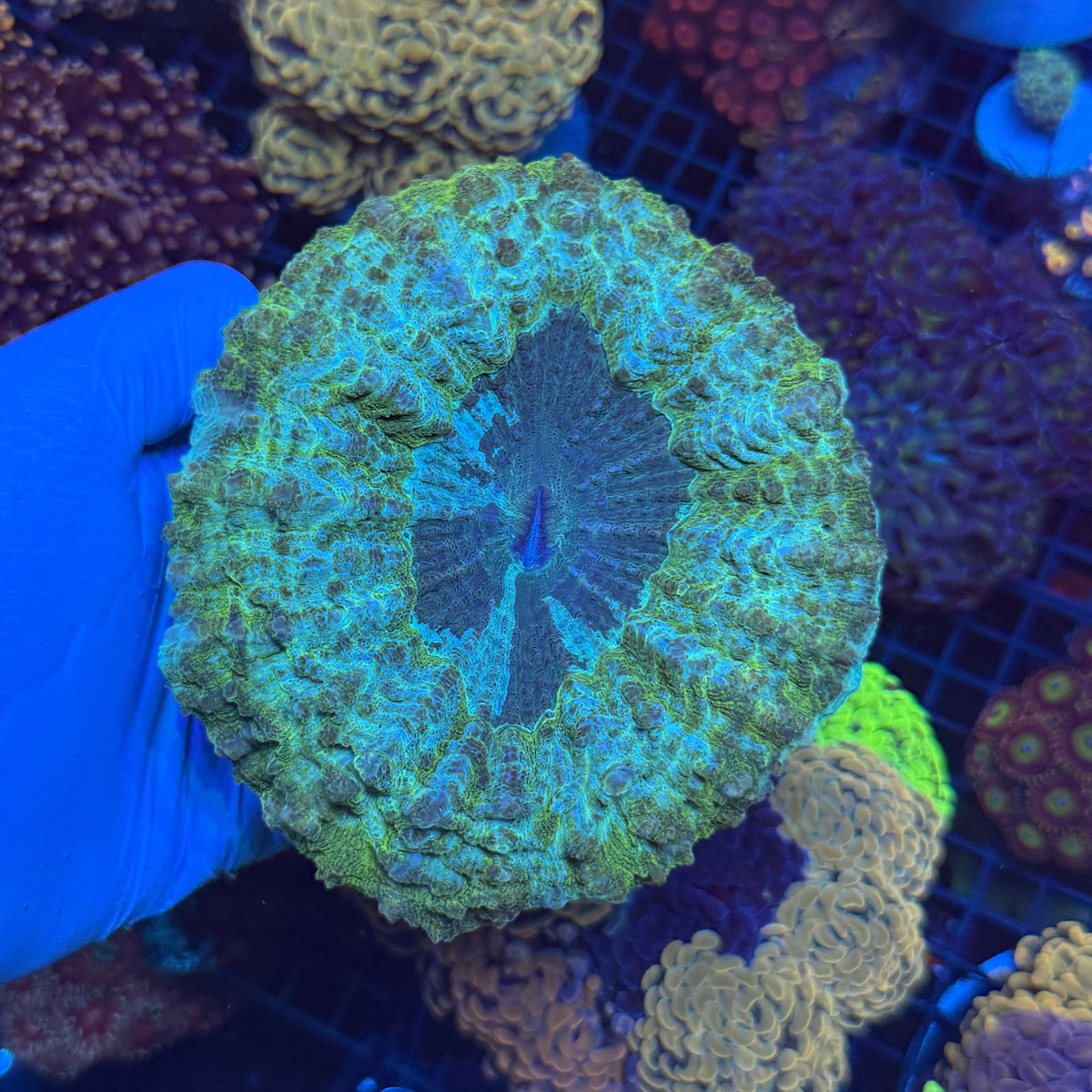 Green/Blue Donut