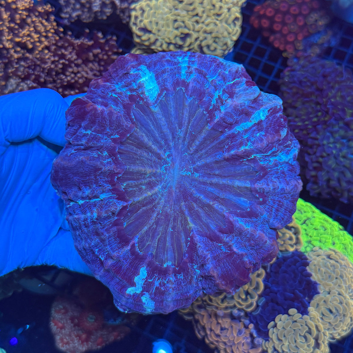 Purple/Blue Donut