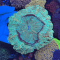 Green/Yellow Donut