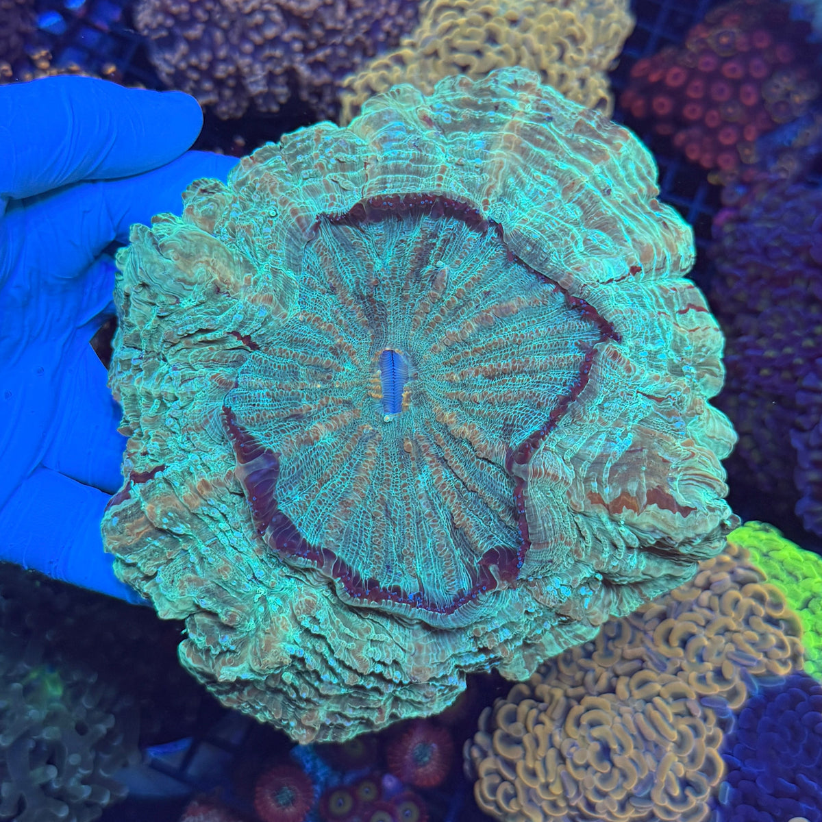 Green/Yellow Donut
