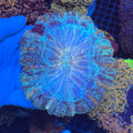 Blue Donut