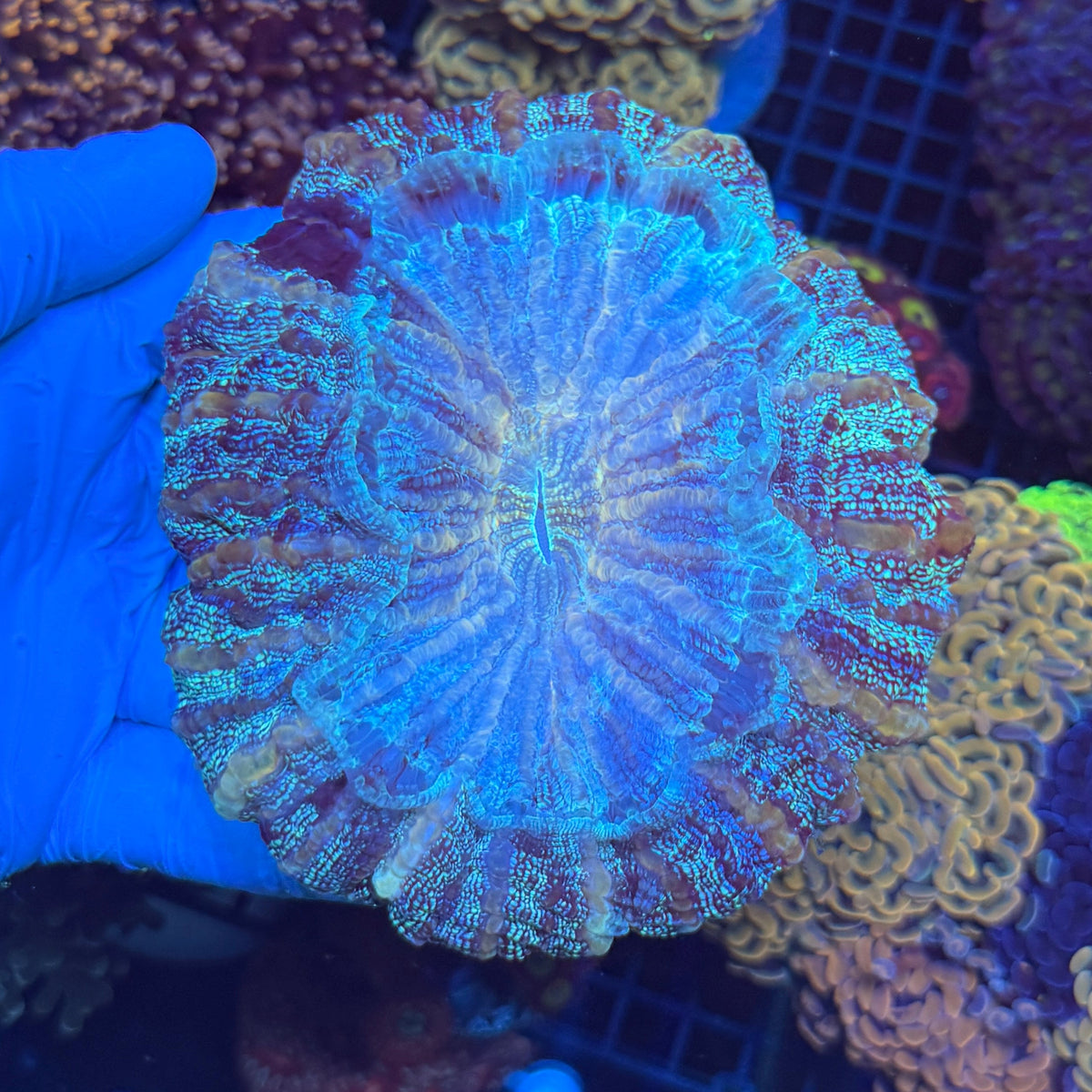 Blue Donut
