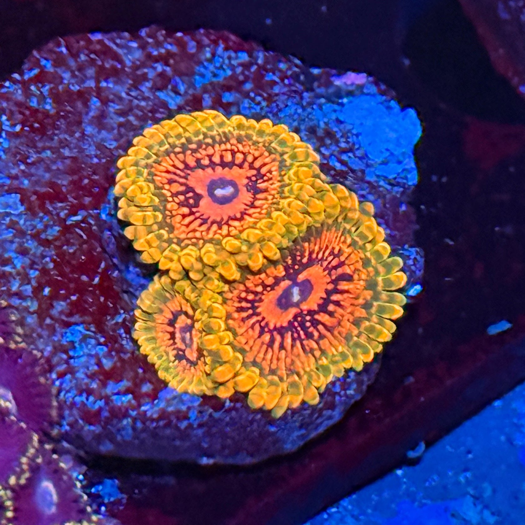 Grand Master Krakatoa Zoa
