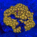 Scrambled Egg Zoanthid