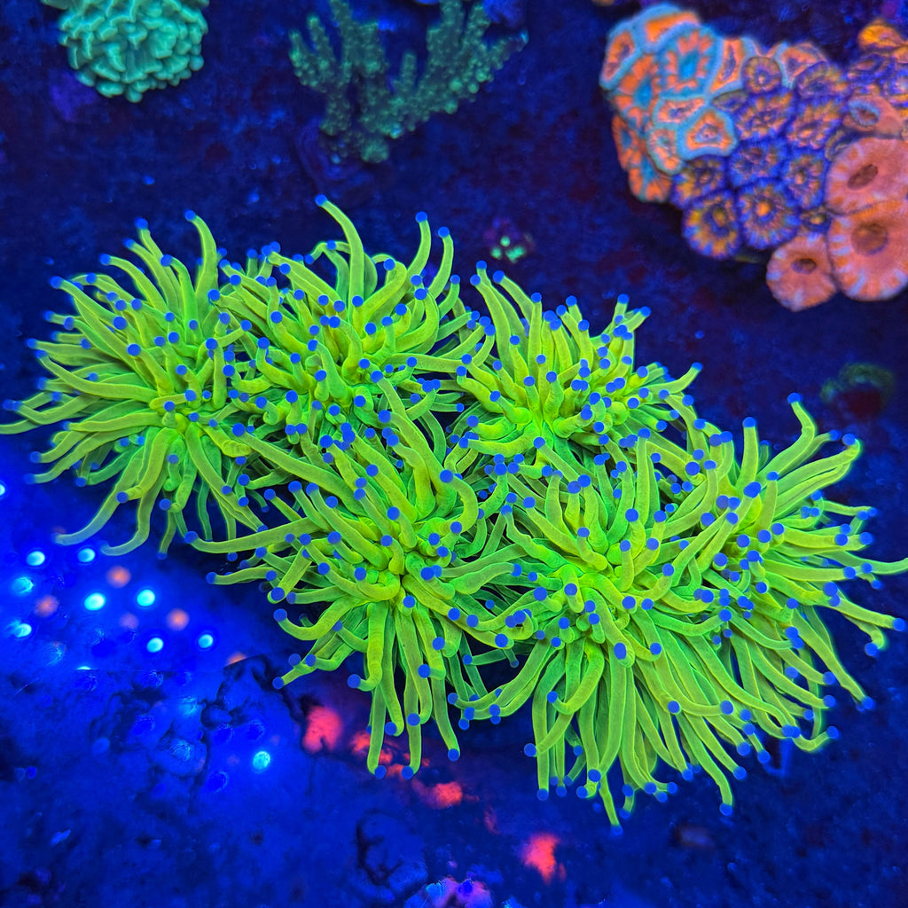 AAA Grade Green Holy Grail Torch