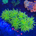 AAA Grade Green Holy Grail Torch