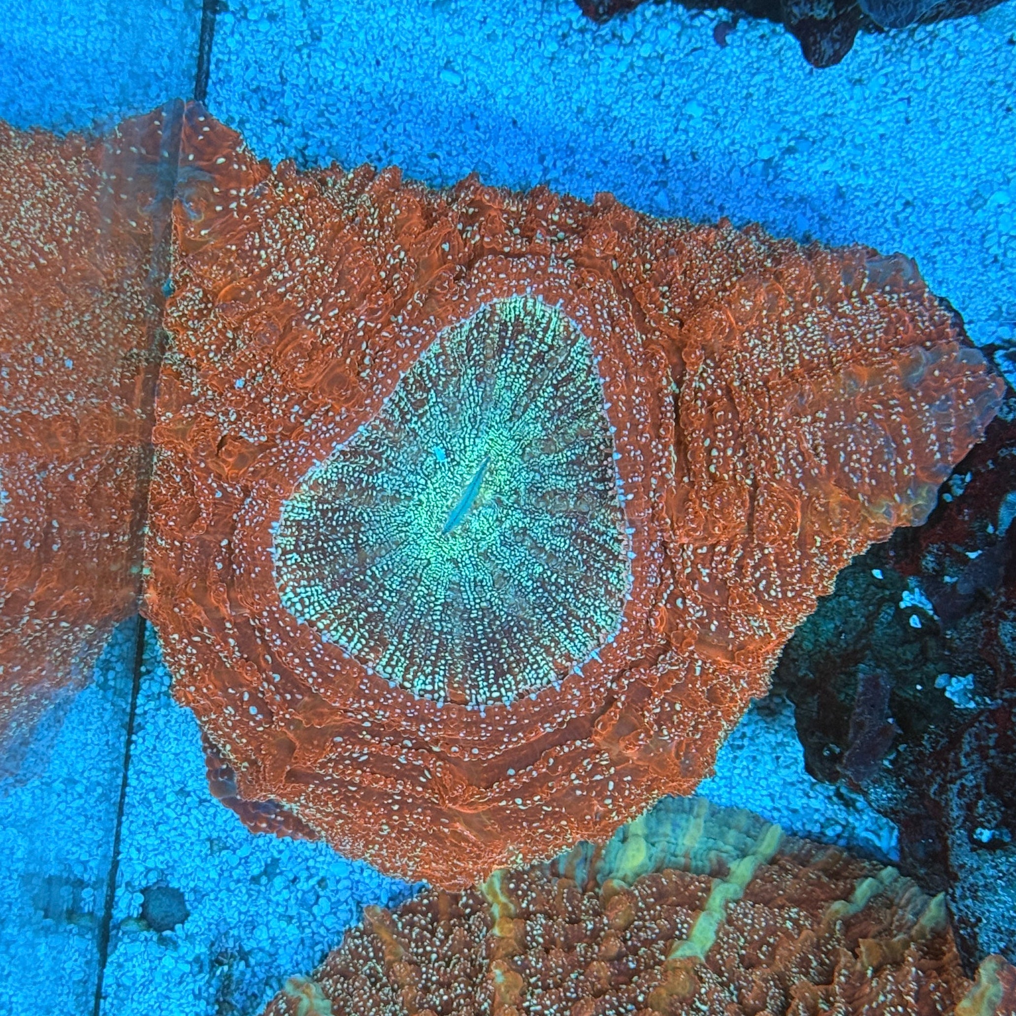 Donut Coral