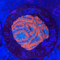 Blue/Orange Acan Colony