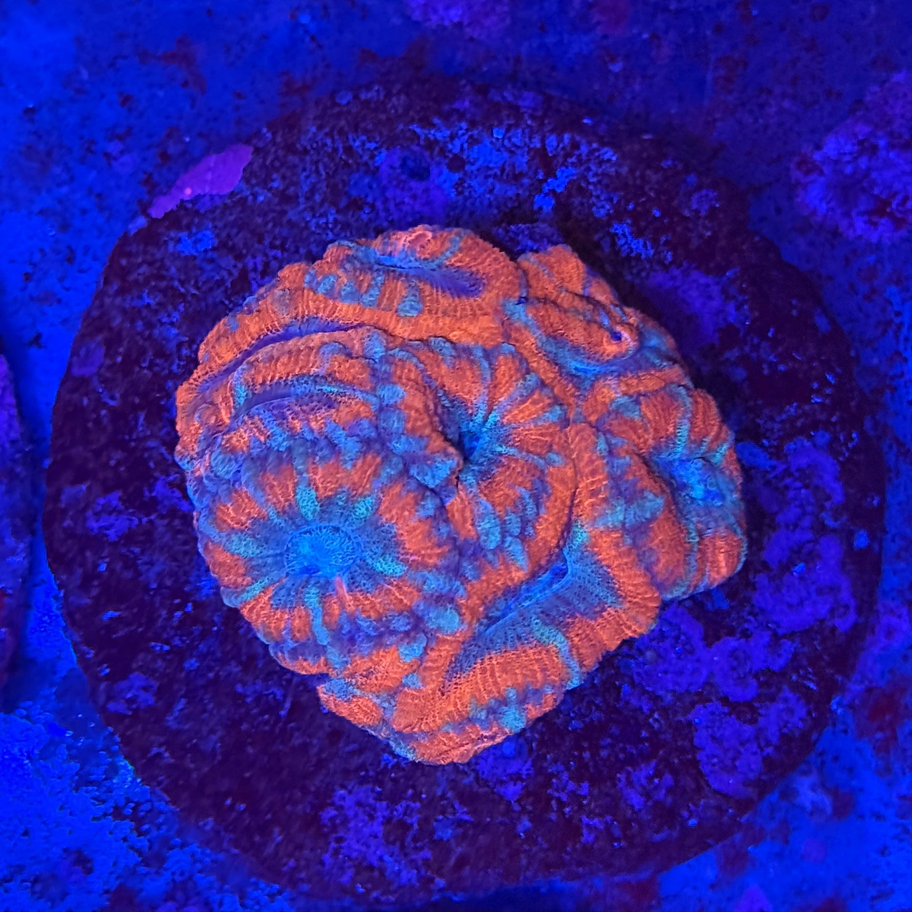 Blue/Orange Acan Colony