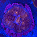 Blue/Purple/Red Chalice