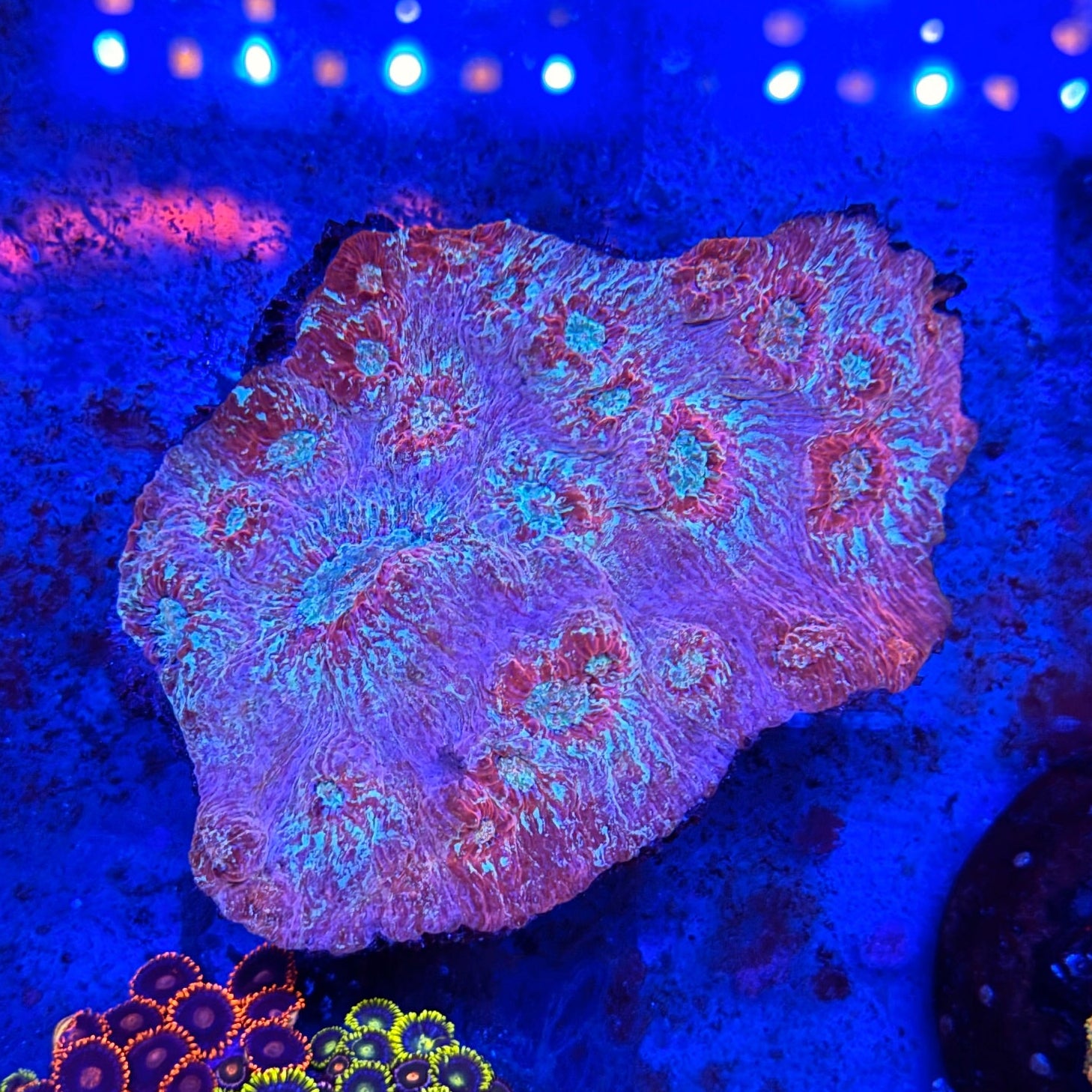 Blue/Red Chalice