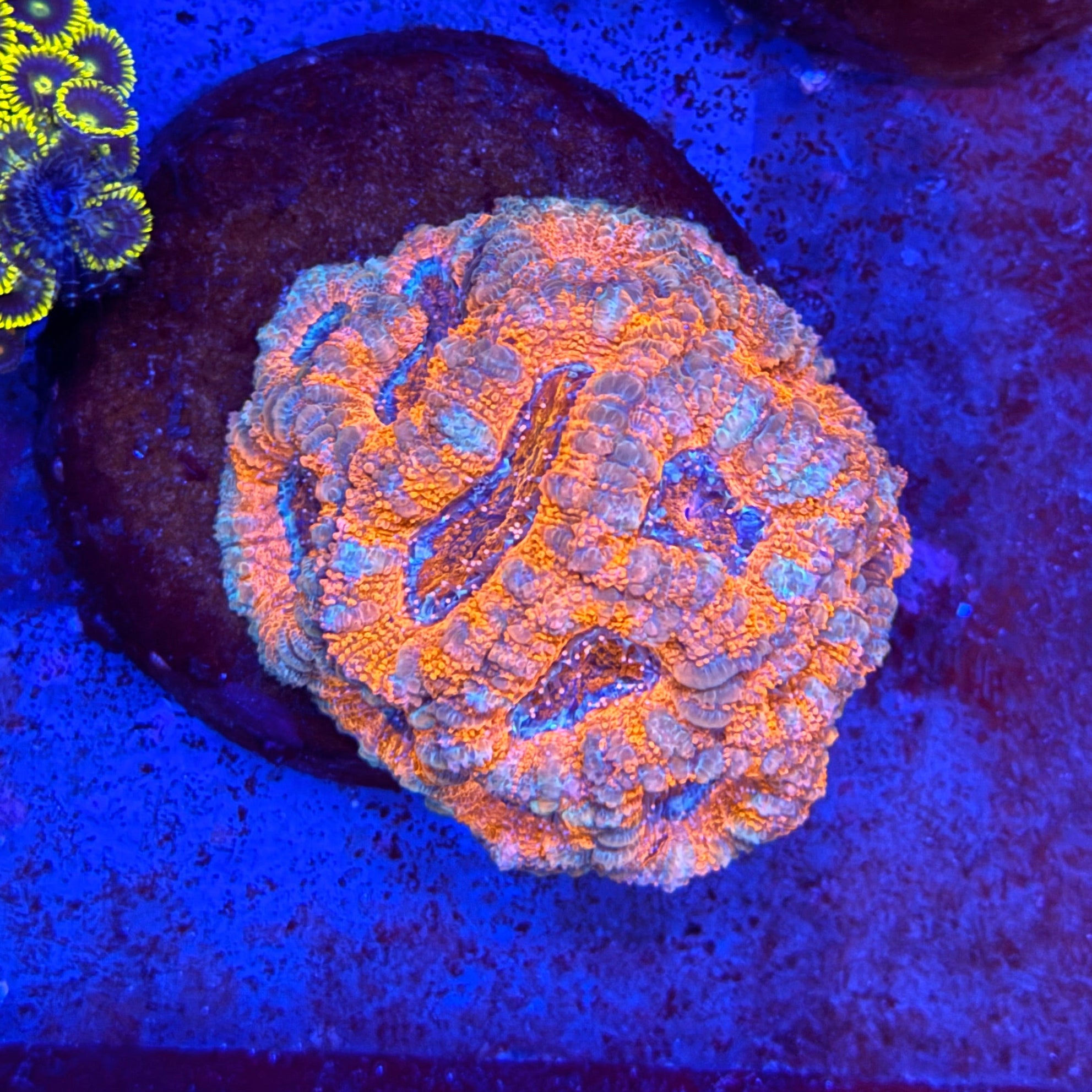 Orange Acan Colony