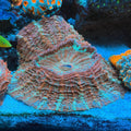 Donut Coral Show Piece