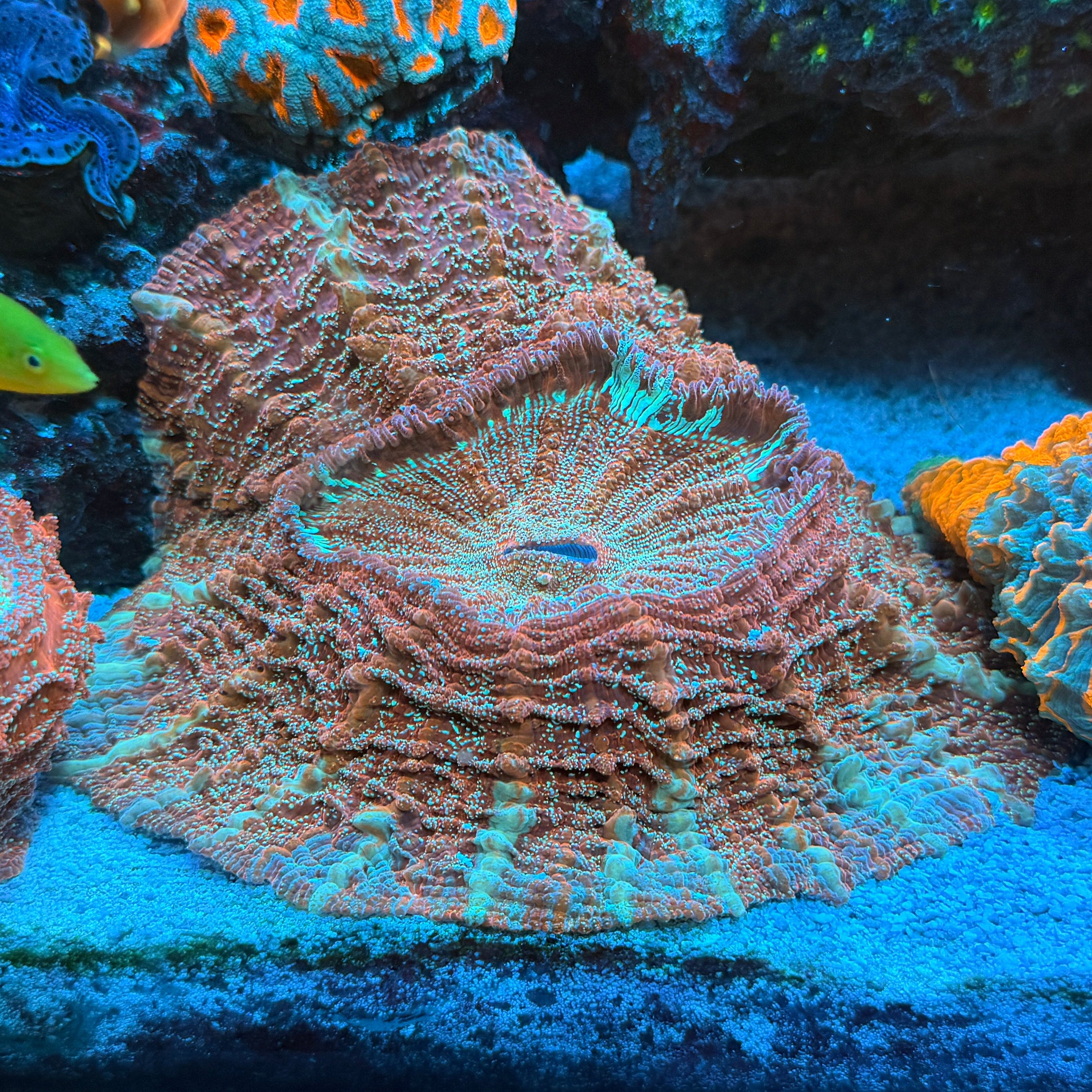 Donut Coral Show Piece