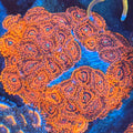 VDM Zoanthid