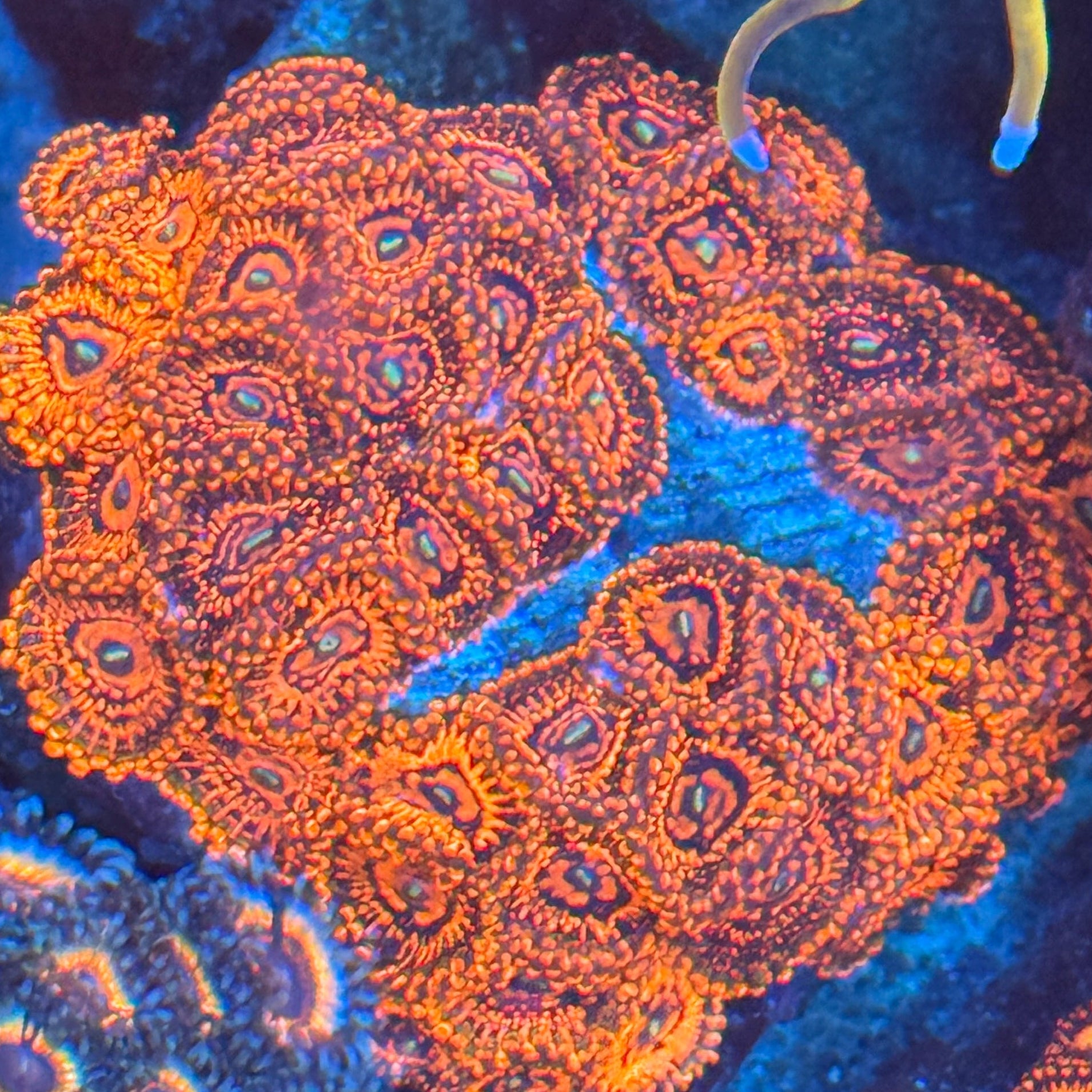 VDM Zoanthid
