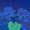 Purple Stylopora Colony