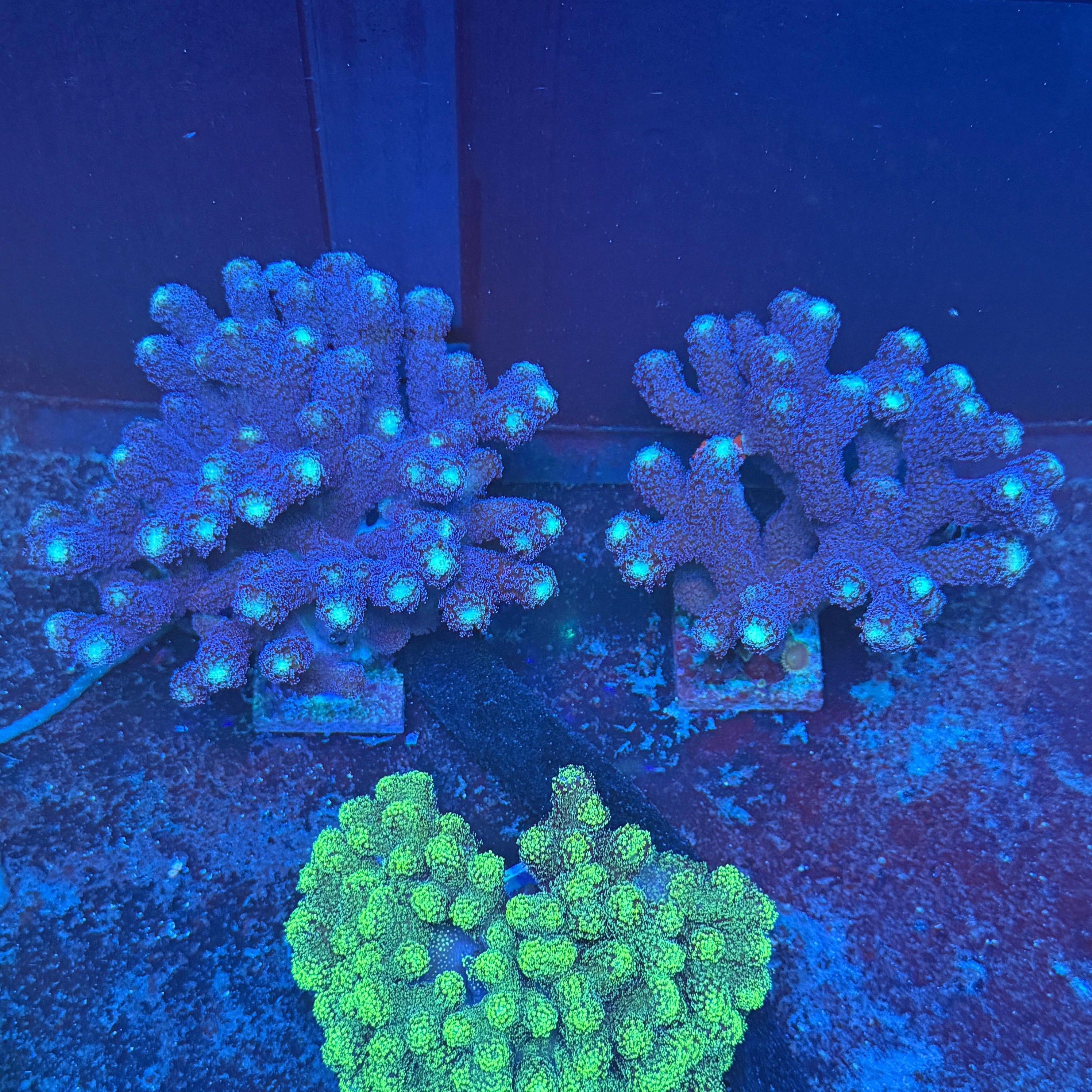 Purple Stylopora Colony