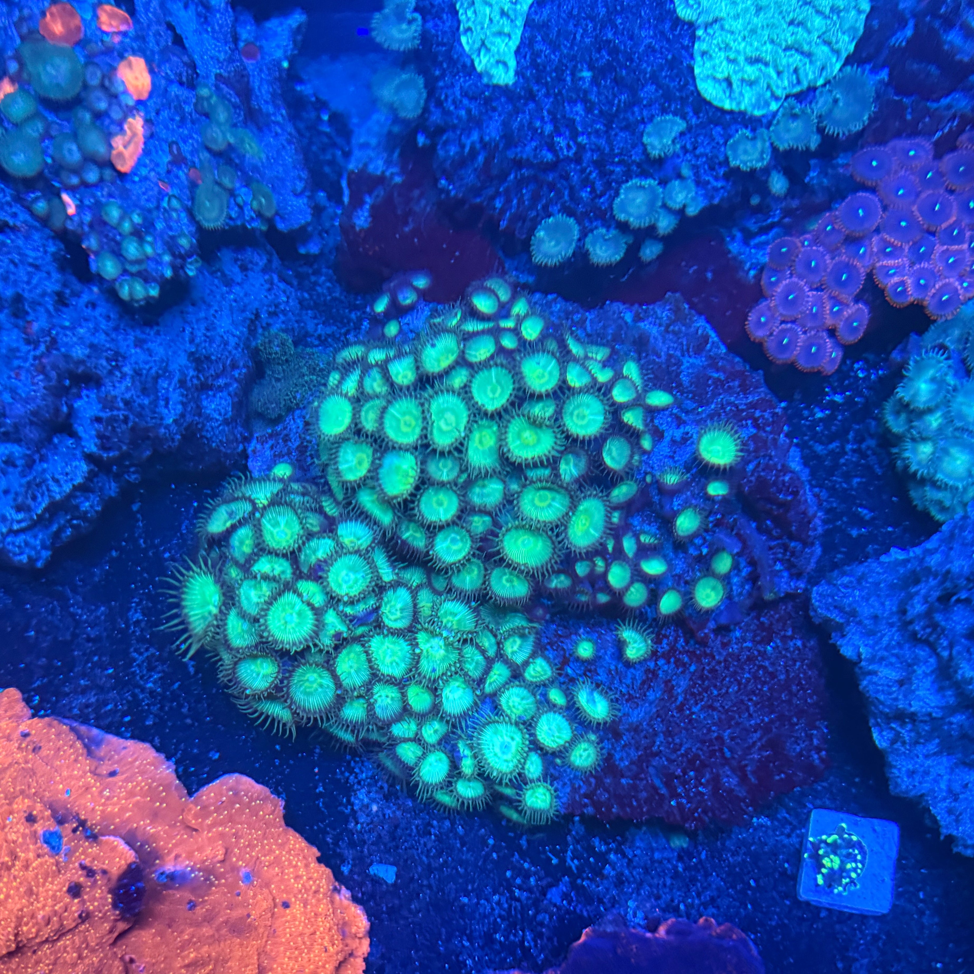 Green Paly Rock
