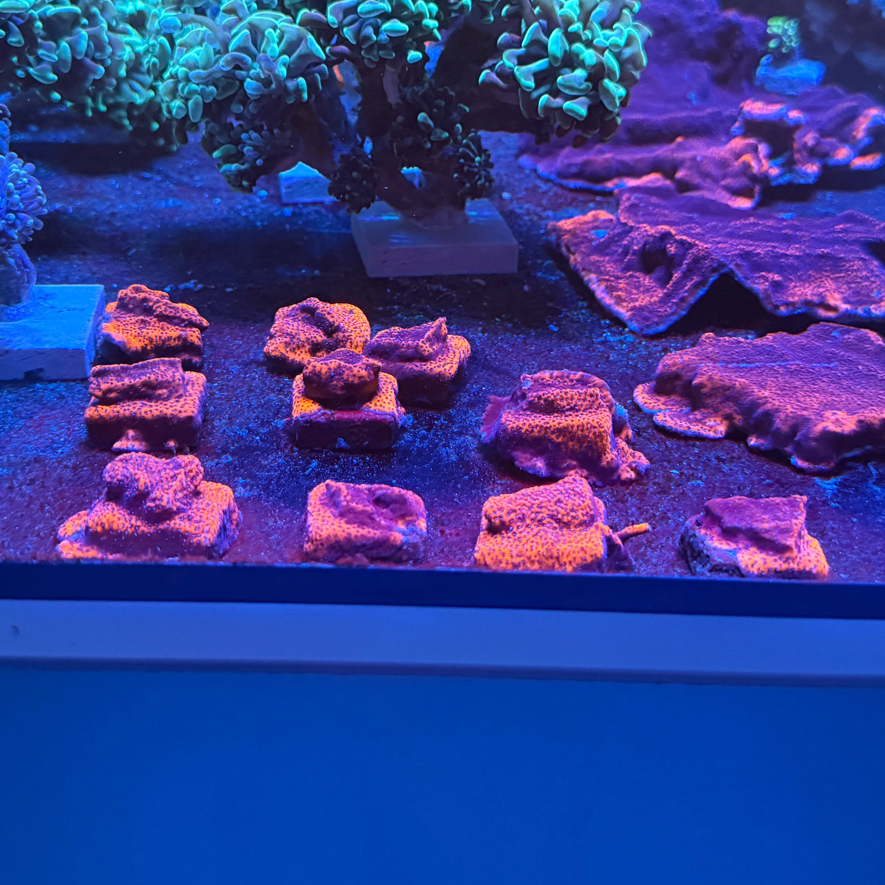 Mystic Sunset Montipora Frags