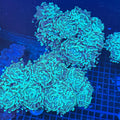 Teal Green Hammer
