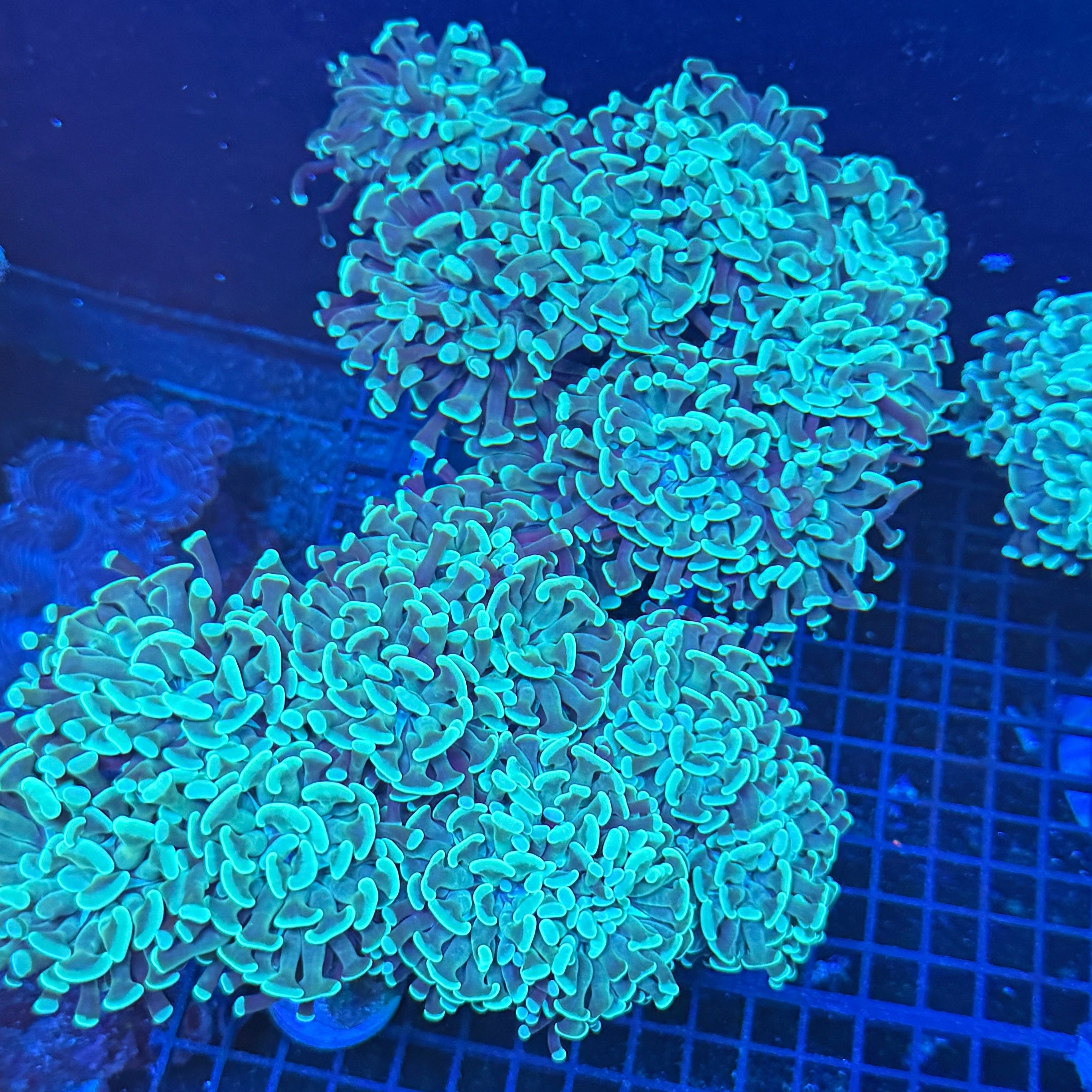 Teal Green Hammer