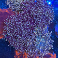 Peach Tip Frogspawn