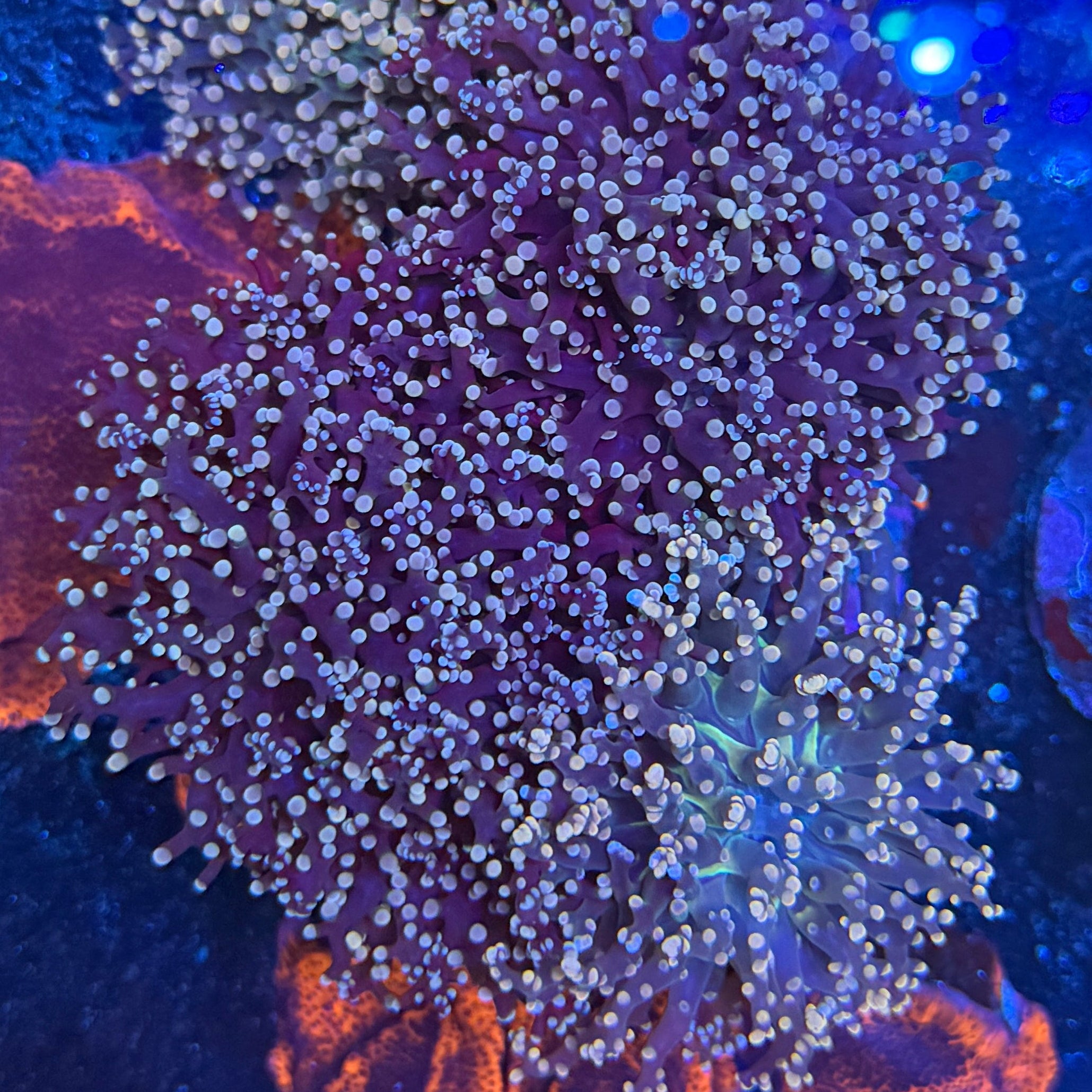 Peach Tip Frogspawn