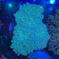 Green/Blue Octospawn
