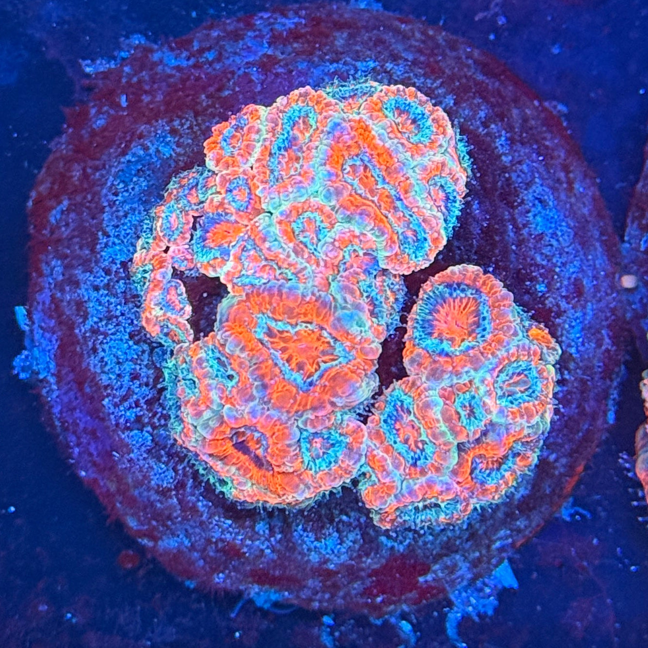 Australian Acan Mini Colony