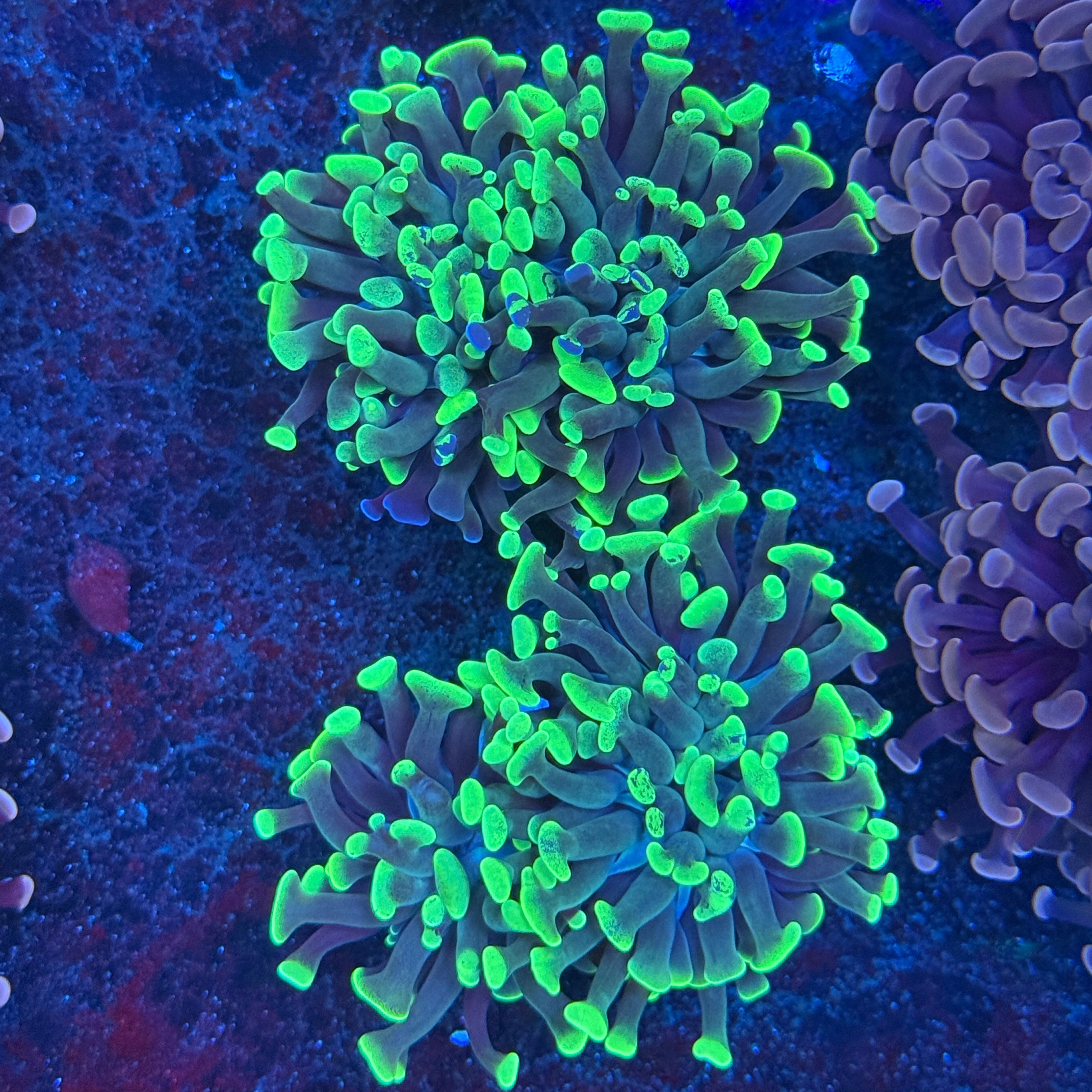 Toxic Mottled Hammer
