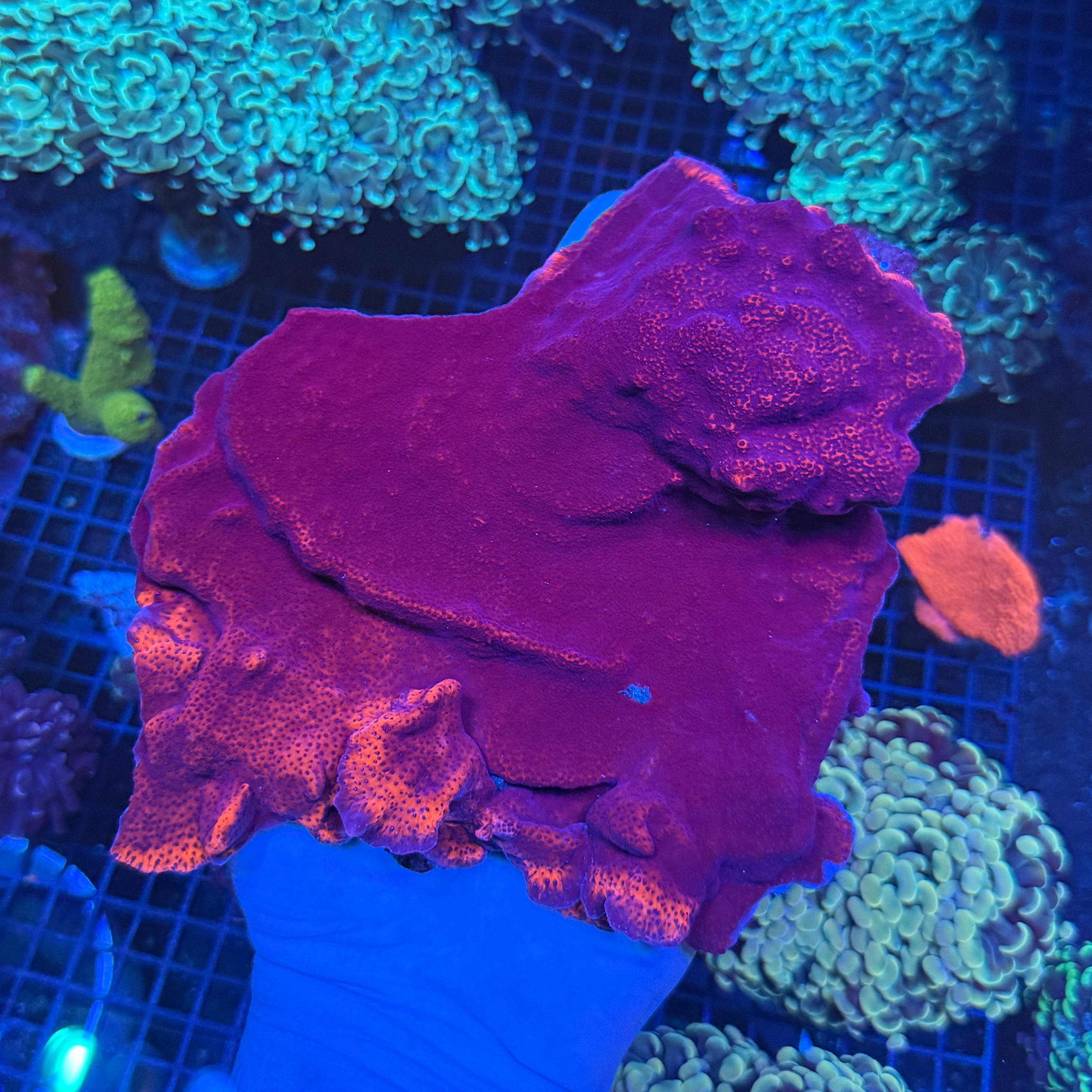 Showpiece Mystic Sunset Montipora