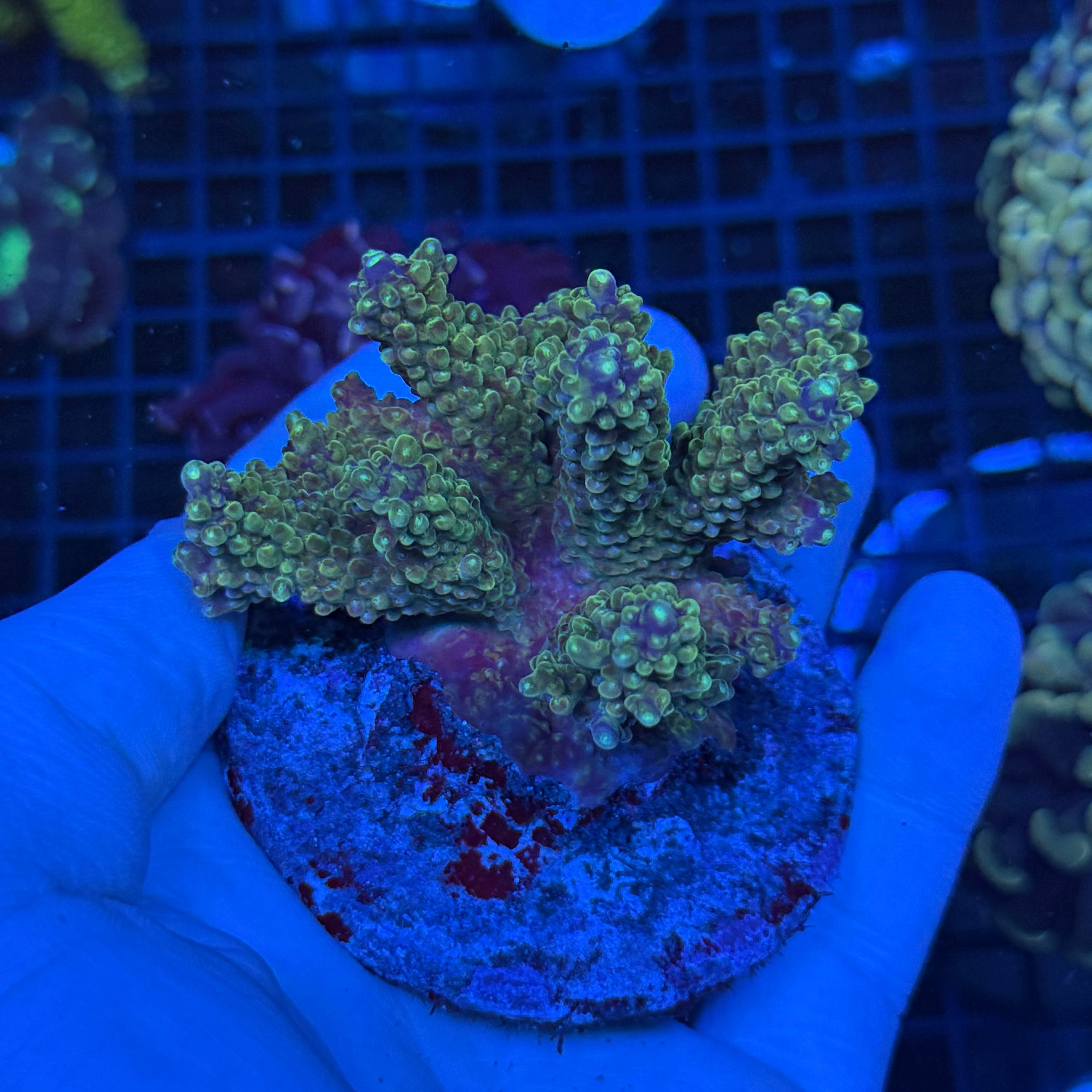 Sps Colony